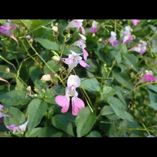 <i>Impatiens balfourii</i> Hook.f., 1903 © NULL