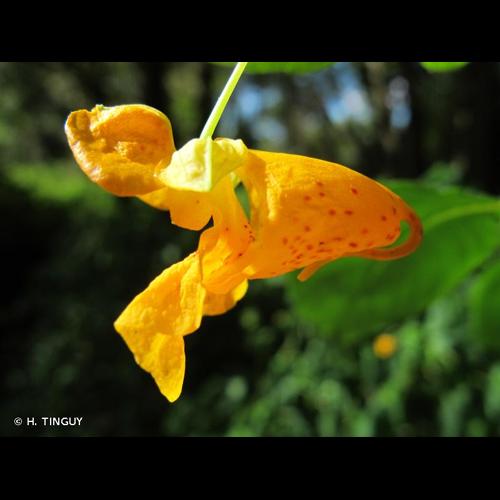 <i>Impatiens capensis</i> Meerb., 1775 &copy; H. TINGUY