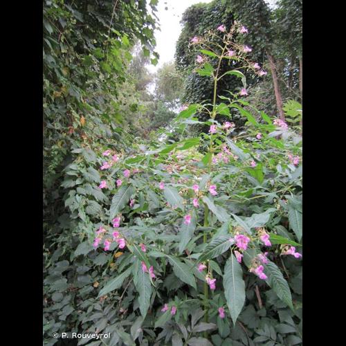 <i>Impatiens glandulifera</i> Royle, 1833 © P. Rouveyrol