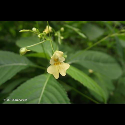 <i>Impatiens parviflora</i> DC., 1824 © O. Roquinarc'h