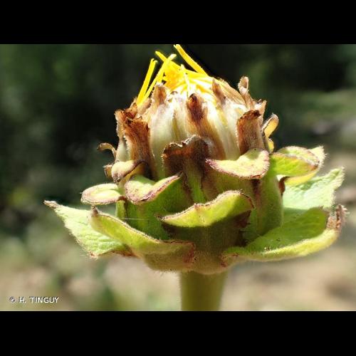 <i>Inula helenium</i> L., 1753 &copy; H. TINGUY