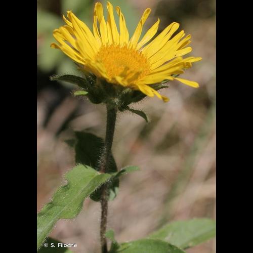 <i>Inula hirta</i> L., 1753 © S. Filoche