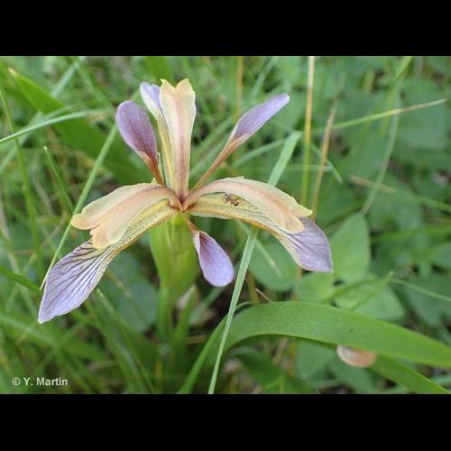 <i>Iris foetidissima</i> L., 1753 © NULL