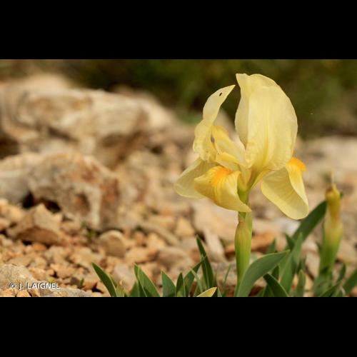 <i>Iris lutescens</i> Lam., 1789 © J. LAIGNEL