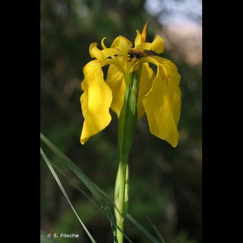 <i>Iris pseudacorus</i> L., 1753 © S. Filoche