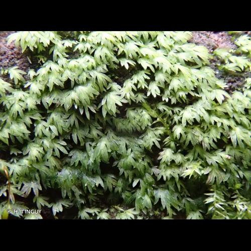 <i>Fissidens gracilifolius</i> Brugg.-Nann. & Nyholm, 1986 © H. TINGUY