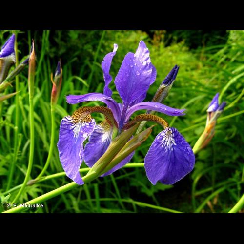 <i>Iris sibirica</i> L., 1753 © F. Michalke