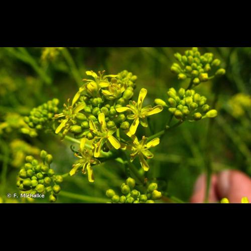 <i>Isatis tinctoria</i> L., 1753 © F. Michalke