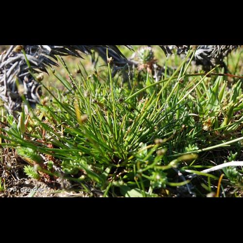 <i>Isolepis cernua</i> (Vahl) Roem. & Schult., 1817 © P. Gourdain