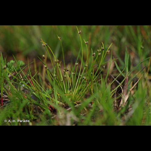 <i>Isolepis setacea</i> (L.) R.Br., 1810 © A.-H. Paradis