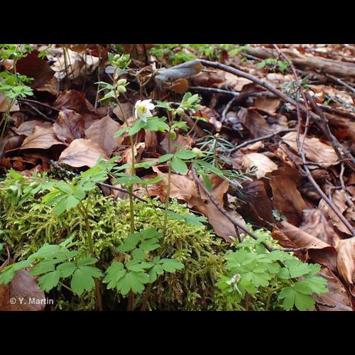 <i>Isopyrum thalictroides</i> L., 1753 &copy; NULL