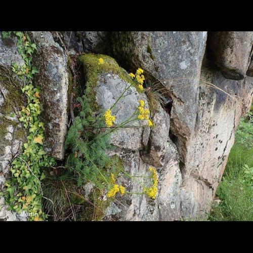 <i>Jacobaea adonidifolia</i> (Loisel.) Mérat, 1812 © NULL