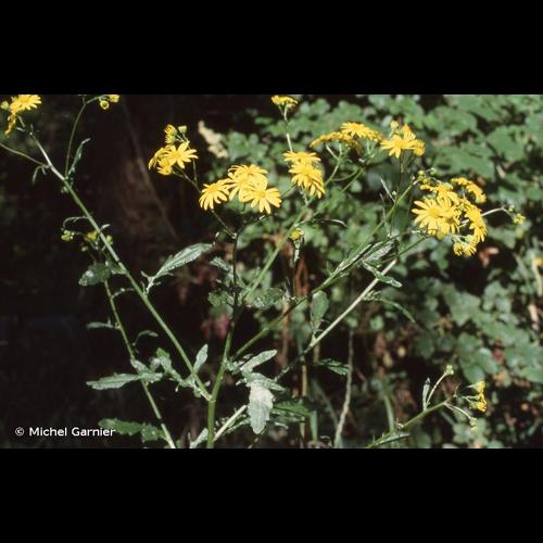 <i>Jacobaea aquatica</i> (Hill) G.Gaertn., B.Mey. & Scherb., 1801 © Michel Garnier
