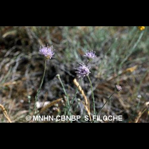 <i>Jasione laevis</i> Lam., 1779 © MNHN-CBNBP S. Filoche