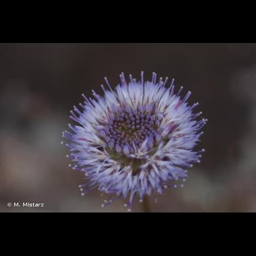 <i>Jasione montana</i> L., 1753 © M. Mistarz