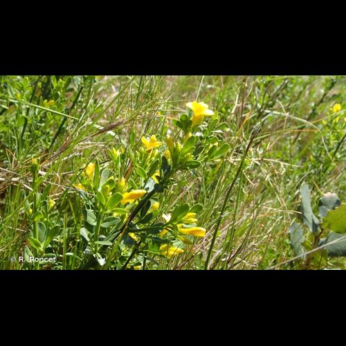 <i>Jasminum fruticans</i> L., 1753 © R. Poncet