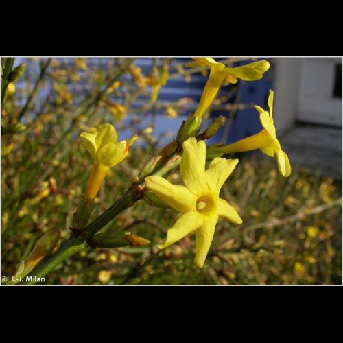 <i>Jasminum nudiflorum</i> Lindl., 1846 &copy; NULL