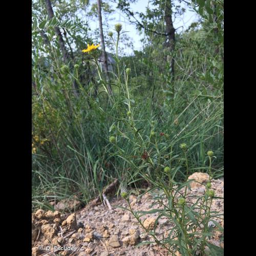 <i>Jasonia tuberosa</i> (L.) DC., 1836 &copy; O. Escuder