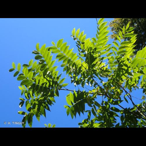 <i>Juglans nigra</i> L., 1753 © H. TINGUY