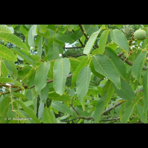 <i>Juglans regia</i> L., 1753 © O. Roquinarc'h