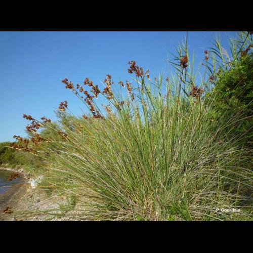 <i>Juncus acutus</i> L., 1753 © P. Gourdain