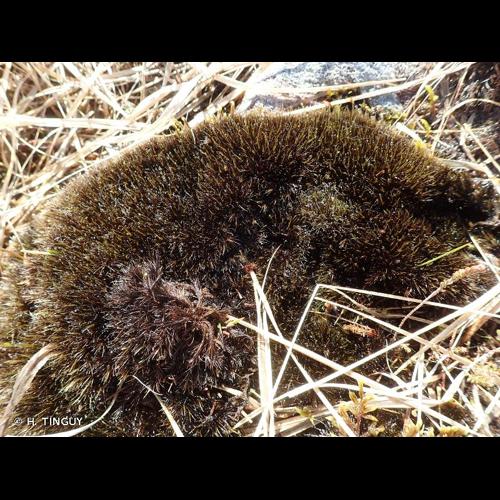 <i>Campylopus atrovirens</i> De Not., 1838 © H. TINGUY