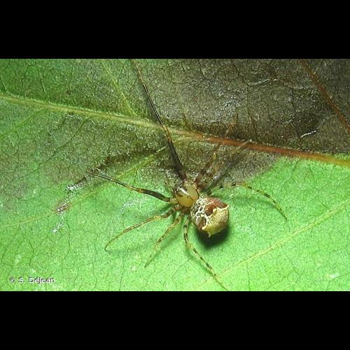 <i>Ero tuberculata</i> (De Geer, 1778) © S. Déjean