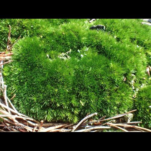 <i>Campylopus flexuosus</i> (Hedw.) Brid., 1819 © H. TINGUY