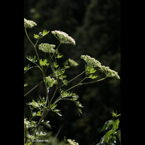 <i>Katapsuxis silaifolia</i> (Jacq.) Raf., 1840 © O. Nawrot