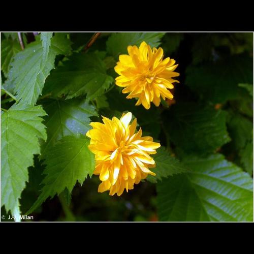 <i>Kerria japonica</i> (L.) DC., 1818 © NULL