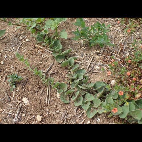 <i>Kickxia spuria</i> (L.) Dumort., 1827 © NULL