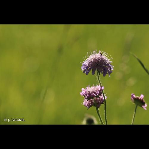 <i>Knautia arvensis</i> (L.) Coult., 1828 © J. LAIGNEL