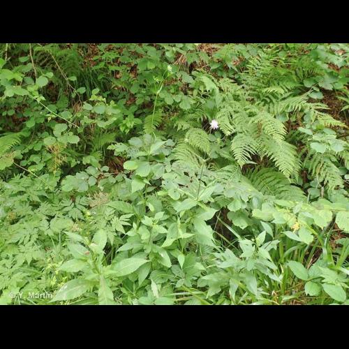 <i>Knautia dipsacifolia</i> Kreutzer, 1840 © NULL