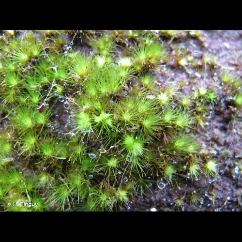 <i>Campylopus fragilis</i> (Brid.) Bruch & Schimp., 1847 &copy; H. Tinguy