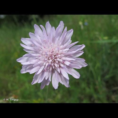 <i>Knautia integrifolia</i> (L.) Bertol., 1836 © H. Tinguy