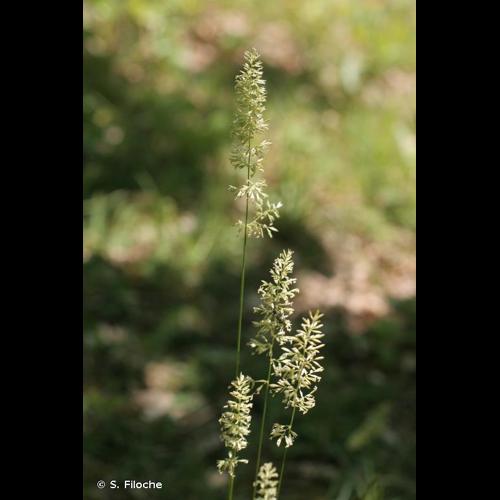 <i>Koeleria macrantha</i> (Ledeb.) Schult., 1824 © S. Filoche