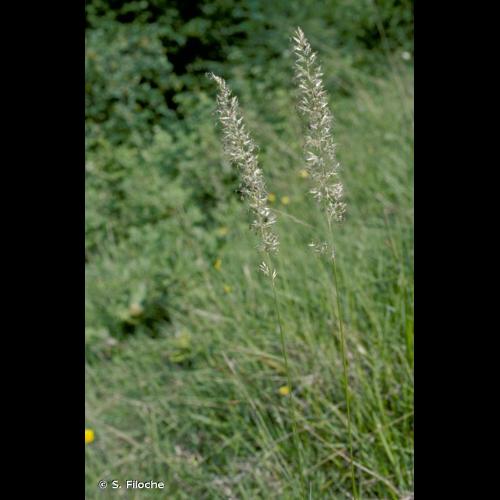 <i>Koeleria pyramidata</i> (Lam.) P.Beauv., 1812 &copy; S. Filoche