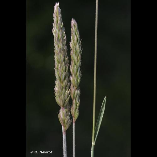 <i>Koeleria vallesiana</i> (Honck.) Gaudin, 1808 &copy; O. Nawrot