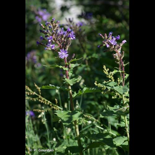 <i>Lactuca alpina</i> (L.) Benth. & Hook.f., 1876 © P. Gourdain