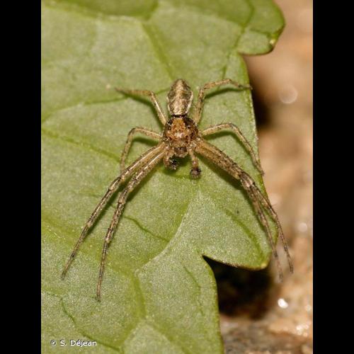 <i>Tmarus piger</i> (Walckenaer, 1802) © S. Déjean