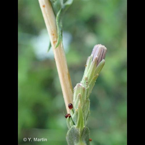 <i>Lactuca saligna</i> L., 1753 © NULL
