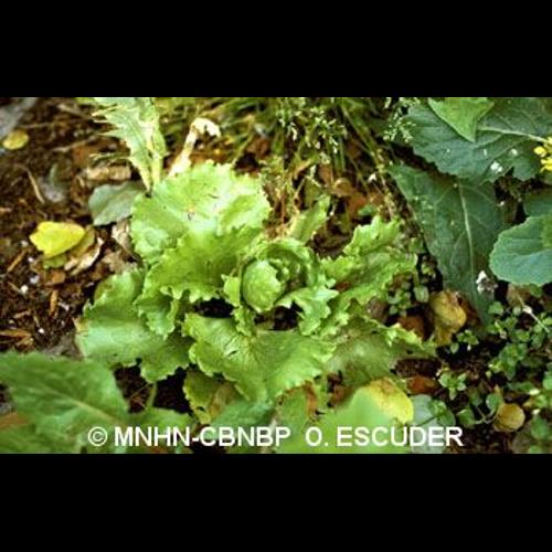 <i>Lactuca sativa</i> L., 1753 © MNHN-CBNBP O. Escuder