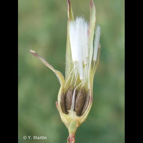 <i>Lactuca serriola</i> L., 1756 &copy; NULL