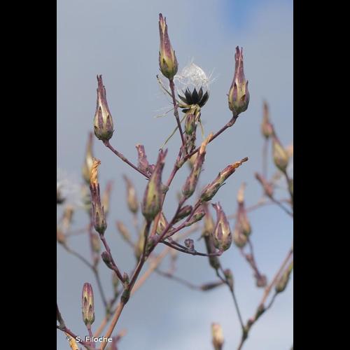 <i>Lactuca virosa</i> L., 1753 © S. Filoche