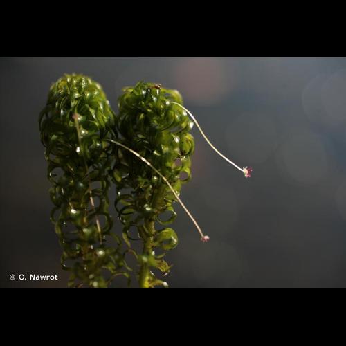 <i>Lagarosiphon major</i> (Ridl.) Moss, 1928 &copy; O. Nawrot