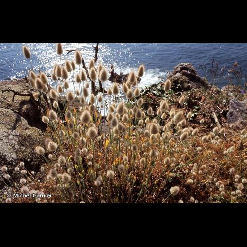 <i>Lagurus ovatus</i> L., 1753 © Michel Garnier