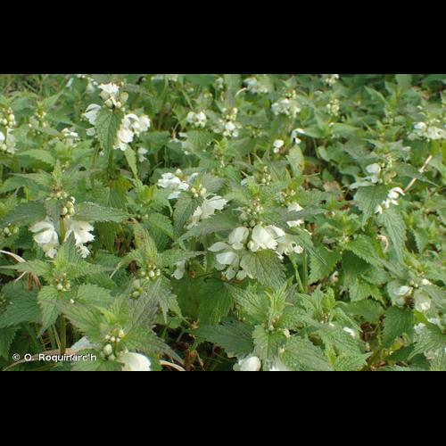 <i>Lamium album</i> L., 1753 © O. Roquinarc'h