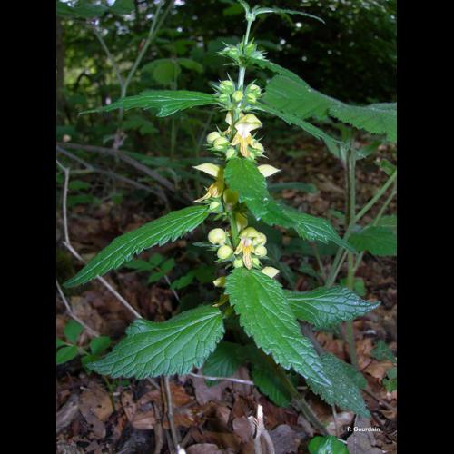 <i>Lamium galeobdolon</i> (L.) L., 1759 &copy; P. Gourdain