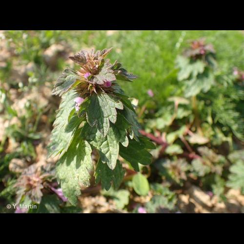 <i>Lamium hybridum</i> Vill., 1786 © NULL