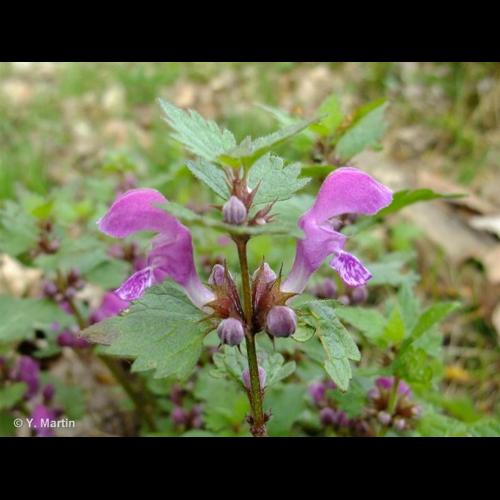 <i>Lamium maculatum</i> (L.) L., 1763 &copy; NULL